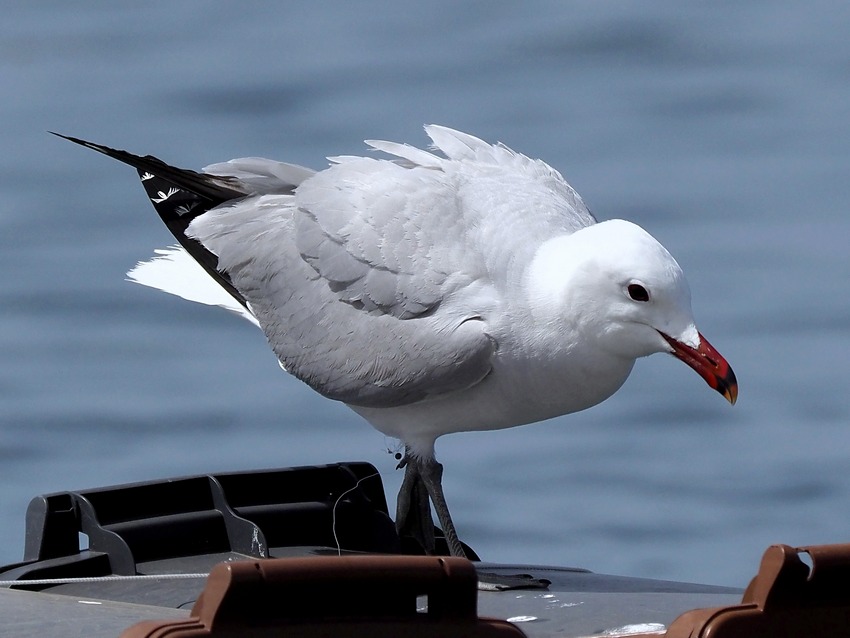 Gabbiano corso (Ichthyaetus audouinii)